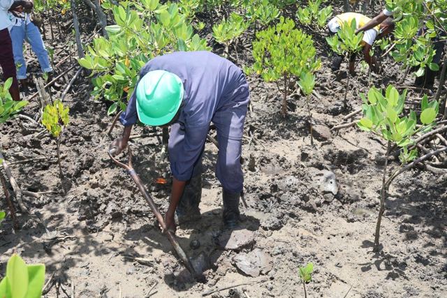 Twende Green Planet – 079